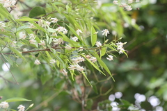 Wrightia tinctoria var. rothii